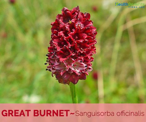 Sanguisorba Officinalis, Nutrient Dense, Health Benefits, The Family, Wild Flowers, Herbs, Benefits, Salad, Health