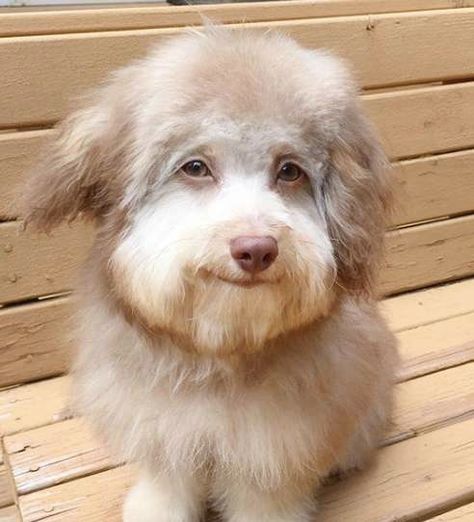 Dog Has A Unique Face That Resembles A Human - The Dodo Australian Shepherd Poodle Mix, Goofy Dog, Famous Dogs, Shih Tzu Mix, Unique Faces, Poodle Mix, Dog Eyes, Puppy Eyes, Human Face