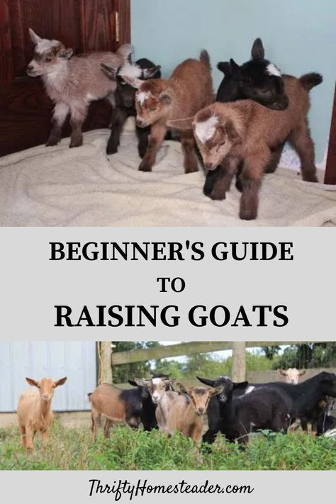 Whether you already raise goats or you are thinking of getting a couple, you’ve come to the right place. This Beginner’s Guide to Raising Goats includes links to some of Thrifty Homesteader’s most useful goat posts. Caring for goats is not difficult or time consuming, but you do need up-to-date information. #raisinggoats #goatherding Keeping Goats, Goat Health, Farming Ideas, Feeding Goats, Goat Herding, Goat Care, Dog Remedies, Goat Kidding, Raising Goats