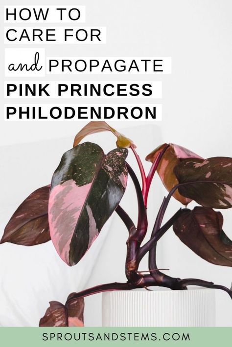 Philodendron Propagation, Pink Princess Philodendron, Philodendron Care, Princess Philodendron, Houseplant Care, Philodendron Plant, Plant Problems, Indoor Plant Care, Tips For Success