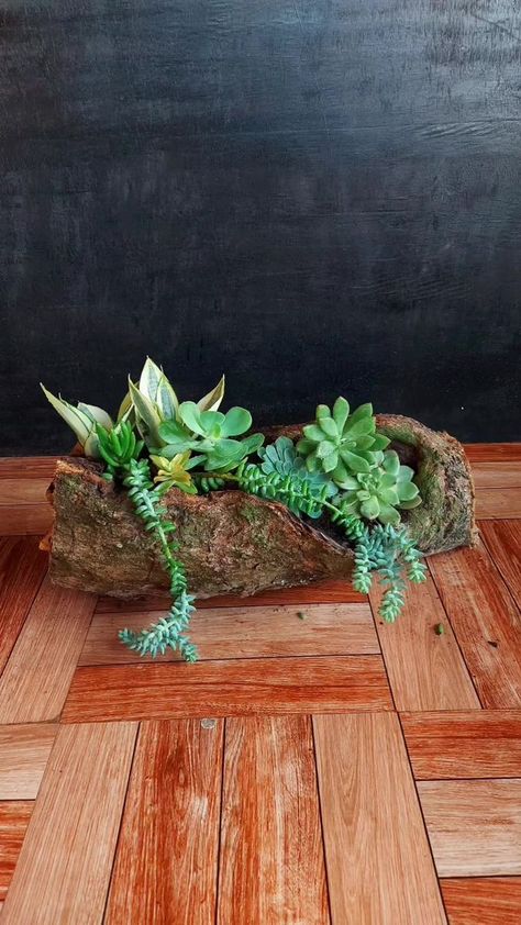 Succulents Arrangements, Wood Succulent Planter, Plant Display Ideas, Log Planter, Succulent Display, Succulent Garden Design, Wooden Log, Garden Decor Projects, Unique Planter