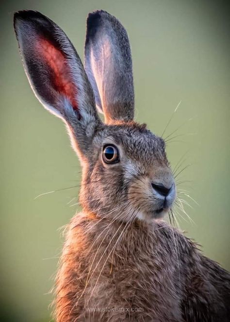 Wild Rabbit Photography, Long Eared Rabbit, Rabbits Reference, Hare Reference Photo, Rabbit Reference Photo, Bunny Side Profile, Hare Reference, Rabbit Reference, Animal Reference Photos