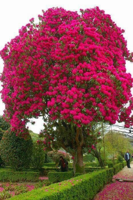 The most beautiful flowering  tree I've ever seen. Unusual Trees, Spring Trees, Amazing Trees, Colorful Trees, Blooming Plants, Garden Trees, Flowering Trees, Trees And Shrubs, Landscape Lighting