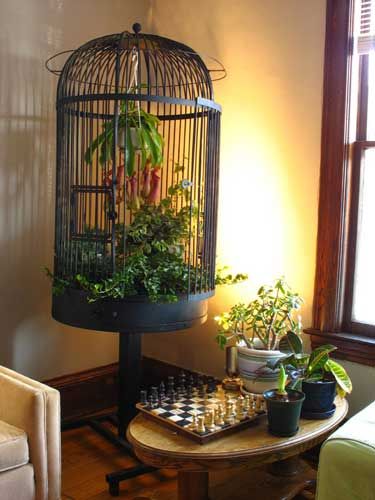 Antique birdcages, re-painted or left with the old finish, can make good accessories in homes on stands, tables or even on the floor for the larger cages. Birdcage Planter, Bird Cage Stand, Bird Cage Decor, Vintage Bird Cage, Birdcages, Garden Containers, Bird Cages, Vintage Birds, Bird Cage