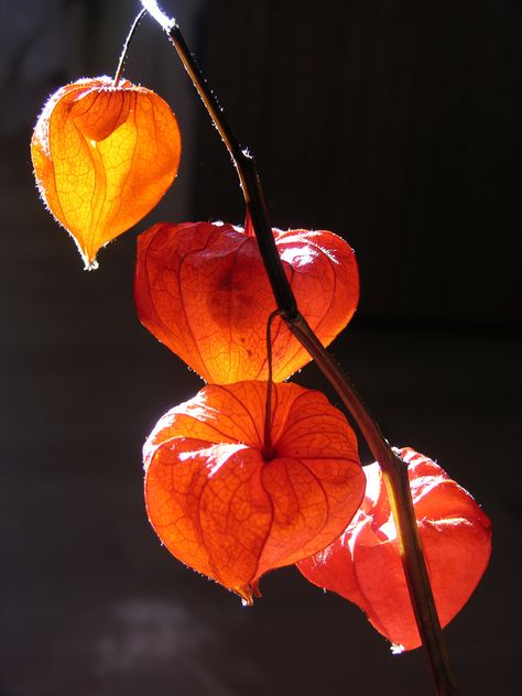 Bild Gold, Chinese Lanterns Plant, Still Life Pictures, Light Study, 수채화 그림, Chinese Lanterns, Phone Camera, Color Studies, Pretty Plants