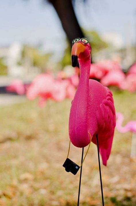 Fun Projects with Pink Plastic Flamingo Lawn Ornaments | Apartment Therapy Flamingo Garden Decor, Pink Flamingo Craft, Painted Flamingos, Pink Flamingos Lawn Ornaments, Plastic Pink Flamingos, Flamingo Projects, Pink Flamingo Decor, Yard Flamingos, Flamingo Bathroom