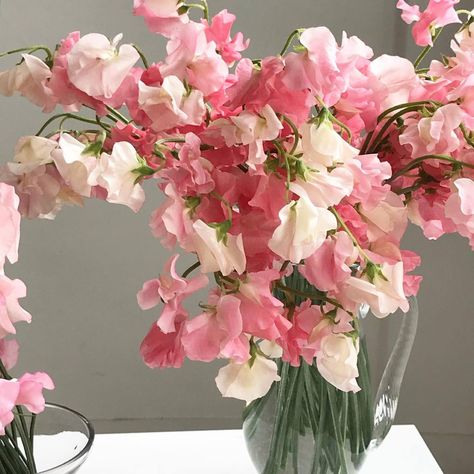 Lie Aesthetic, Sweet Pea Bouquet, Lathyrus Odoratus, Sweet Pea Flowers, Nothing But Flowers, Flower Shower, Flower Therapy, Sweet Pea, Love Flowers