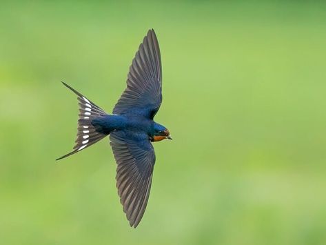 Barn Swallow Identification, All About Birds, Cornell Lab of Ornithology Swallow Flying, Tree Swallow, Barn Swallow, Swallow Bird, Swallows, All Birds, Bird Garden, Bird Species, Top Photo