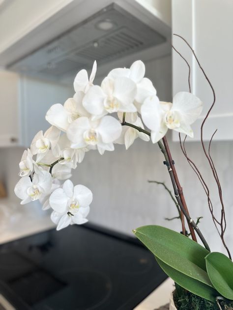 How To Care For Orchid Plants After Blooming (AKA - Keep Them Alive) Boho Plant Decor, Living Room Plants, Best Indoor Plants, Orchid Care, Flower Spike, Orchid Plants, Yellow Leaves, Large Plants, Orchid Flower