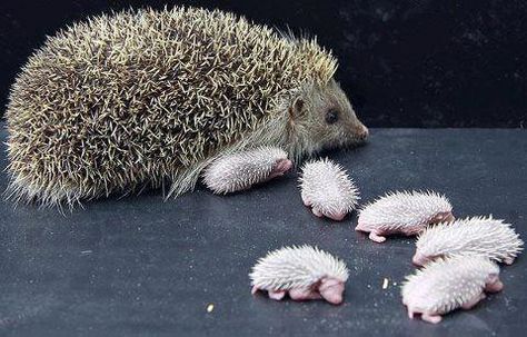 Mother European Hedgehog with Newborn Hoglets. Pinterest Cute, Baby Hedgehog, Cute Hedgehog, Amazing Animals, Hedgehogs, Hamsters, Cute Creatures, Sweet Animals, 귀여운 동물