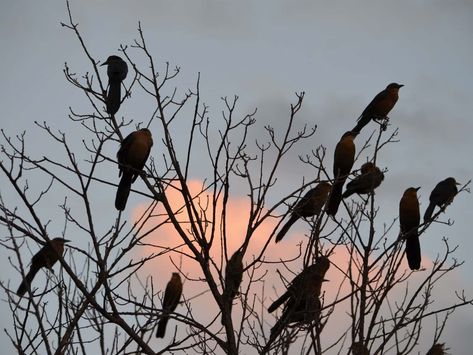 Australian Gothic, Midwestern Gothic, Birds In Trees, Midwest Gothic, Types Of Trees, Bird Deterrents, Black Birds, When They Cry, Southern Gothic