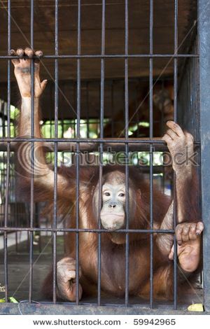 Caged monkey Monkey Cage, Mike Rowe, Monkey Business, Curtain Wall, Monkeys, 3d Objects, Knot, Royalty Free Stock Photos, Every Day