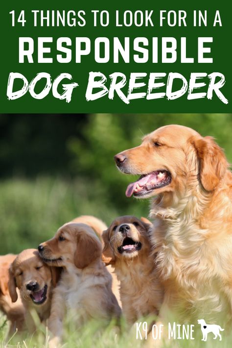 14 Things to Look For in a Responsible Breeder. Thinking about getting a puppy from a breeder? Make sure you read this guide first (includes downloadable checklist you can print out). #dogs #dogadoption #breeders #dogbreeders #puppies #puppyadoption Dog Tricks Easy, Training Puppies, Things To Ask, Dog Spay, Dog Brain, Getting A Puppy, Dog Help, Dog Hacks, Dog Care Tips