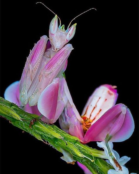 Kaylee Thacker Mantis Tattoo, Orchid Mantis, Nature Projects, Cool Bugs, Beautiful Bugs, Incredible Creatures, Praying Mantis, Arthropods, Pink Orchids