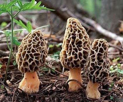 How to Find and Identify Morel Mushrooms. Excellent, thorough article from WildFoodism Morel Mushroom Hunting, Mushrooms Growing, Morel Mushrooms, Lichen Moss, Morel Mushroom, Edible Mushrooms, Mushroom Hunting, Mushroom Fungi, Wild Edibles