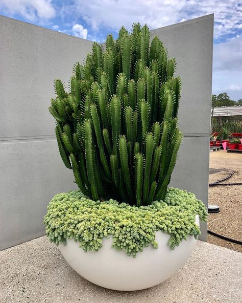 Potting Ideas, Euphorbia Plant, Cowboy Cactus, Outdoor Landscape Design, Outdoor Landscape, Succulent Garden, Cactus Garden, Donkeys, Outdoor Landscaping