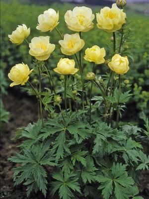 New Moon Globeflower (Trollius cultorum) Yellow Perennials, Globe Flower, Summer Plant, Dutch Gardens, Summer Bulbs, Hosta Plants, Yellow Garden, Plant Catalogs, Shade Flowers