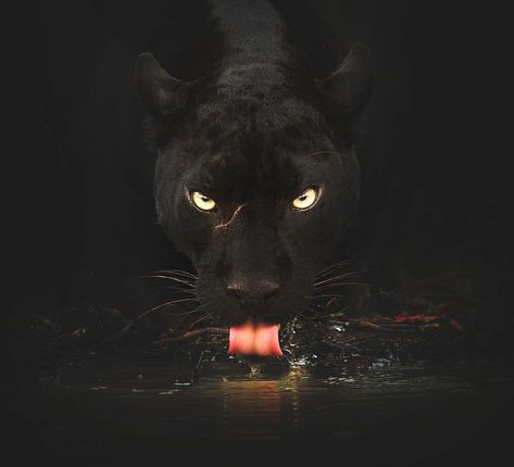 Darkness lives, for the night has eyes. . . #shaazjung #panther #natgeo #natgeowild #earthcapture #nikonasia #nikonmea #wildlife… Black Jaguar Animal, Black Panther Cat, Jaguar Animal, Wild Animals Photography, Wild Animals Photos, Black Jaguar, Foto Art, Arte Fantasy, Amazing Animals