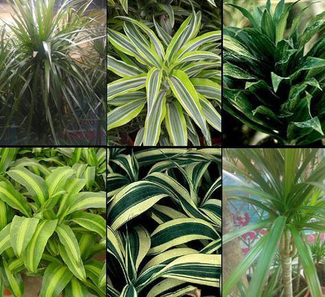 Dracaena Care, Dracaena Plant Care, Dracaena Sanderiana, Dracaena Marginata, Snake Plant Care, Dracaena Plant, Seed Germination, House Plant Care, House Plants Indoor