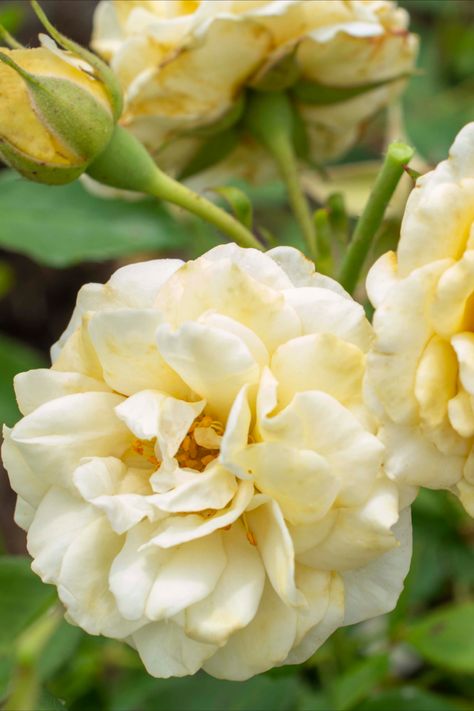 Buttercream Drift® has light yellow flowers with cuplike petals that make a cheerful addition to gardens of all shapes and styles. Groundcover Roses, Light Yellow Flowers, Drift Roses, Ground Cover Roses, All Shapes, Horticulture, Pure White, Light Yellow, Yellow Flowers