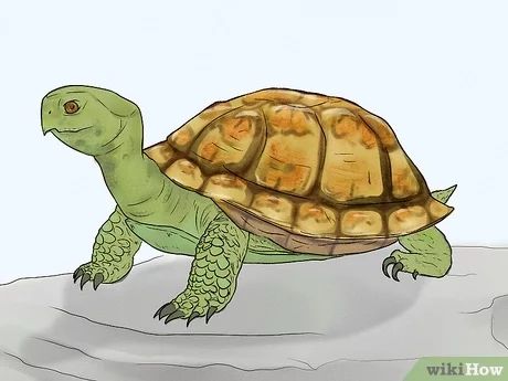 How to Care for Your Box Turtle: 15 Steps (with Pictures) Tortoise Pictures, Pictures Of Turtles, Box Turtles, Land Turtles, Turtle Care, Artist Van Gogh, Automotive Logo Design, Turtle Drawing, Pet Turtle