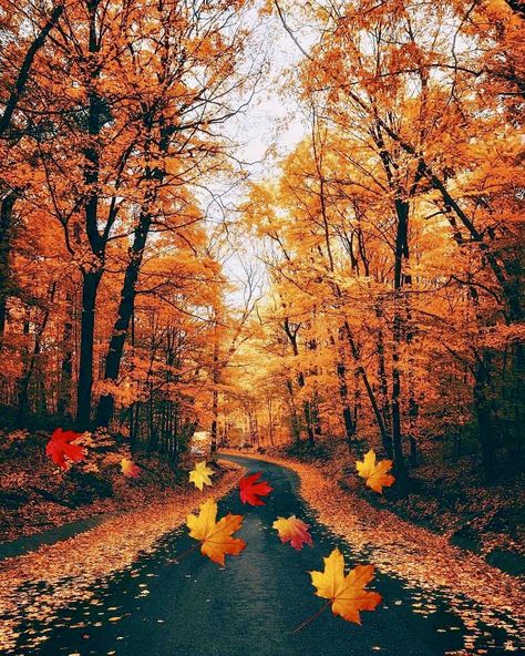 Halloween Day, Autumn Scenes, Autumn Scenery, Wallpapers Iphone, Fall Pictures, Autumn Landscape, Cloudy Day, Autumn Cozy, Autumn Aesthetic