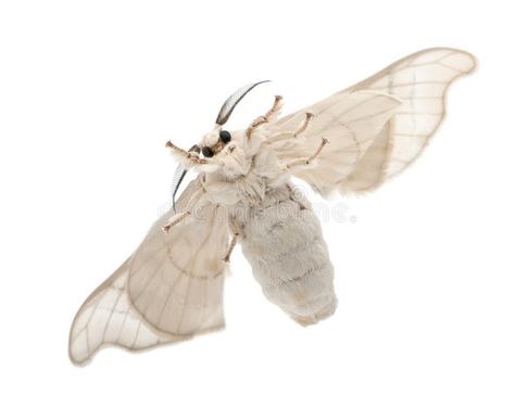 Domesticated Silkmoth, Bombyx Mori Stock Photo - Image of white, underneath: 26423902 Domestic Silk Moth, Venezuelan Poodle Moth, Silkworm Moth, Poodle Moth, Bombyx Mori, Colorful Moths, Cute Moth, Bat Species, Bottle Drawing