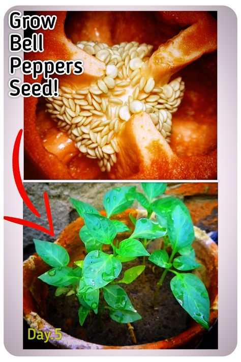 Bell peppers are the Winter Vegetable Plants that should be Grown from Seeds Very easily. But Mostly, Beginners and experienced Gardeners makes some big Mistakes, That must be avoided. In this Post, i am going to show you How to grow Bell Peppers From Seeds. I will Show you many Tips & tricks that Helps you To Get Higher Germination. 1-Grow the Bell pepper In the Right Season. 2-Choose Good Quality Bell Pepper Se........ Growing Bell Peppers From Seeds, How To Grow Bell Peppers, Grow Bell Peppers, Bell Pepper Seeds, Different Types Of Seeds, Growing Bell Peppers, Seed Starting Soil, Winter Vegetable, Vegetable Plants