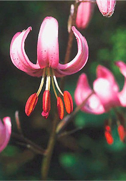 martagon  lily, 1568 oldhousegardens.com Lilium Martagon, Martagon Lily, Orchard Garden, Lost Forever, Lily Bulbs, Unusual Flowers, Plastic Flowers, Daffodils, Pretty Flowers