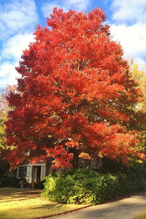 5 Fast-Growing Shade Trees to Plant Now Best Shade Trees, Maple Tree Landscape, Fast Growing Shade Trees, Red Maple Tree, Growing Trees, Tattoo Plant, Pretty Trees, Fast Growing Trees, Living Modern