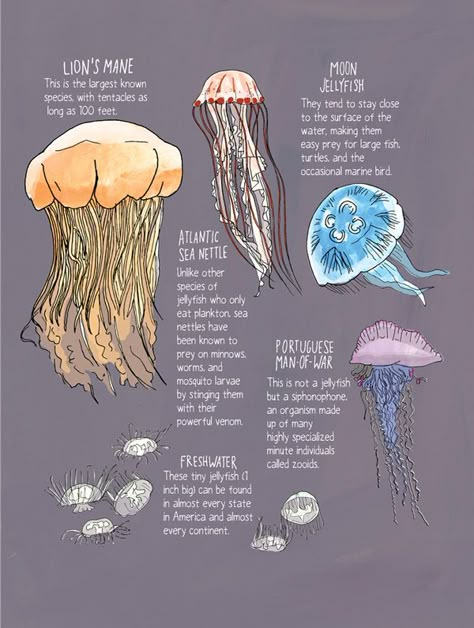 Marine Biology Sketch, Marine Biology Art, Jelly Fish Facts, Marine Biology Drawings, Marine Biologist Notes, Nature Anatomy, Jellyfish Species, Oceanography Marine Biology, Animal Infographic