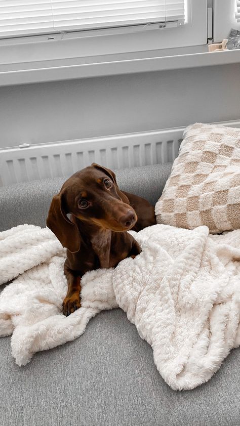 Dachshund, wiener dog, jazvečík Pet Influencer, Dachshund Wallpaper, Wallpaper Vision Board, Dog Mommy, Dachshund Puppies, Dog Wallpaper, Weiner Dog, Wiener Dog, Sausage Dog