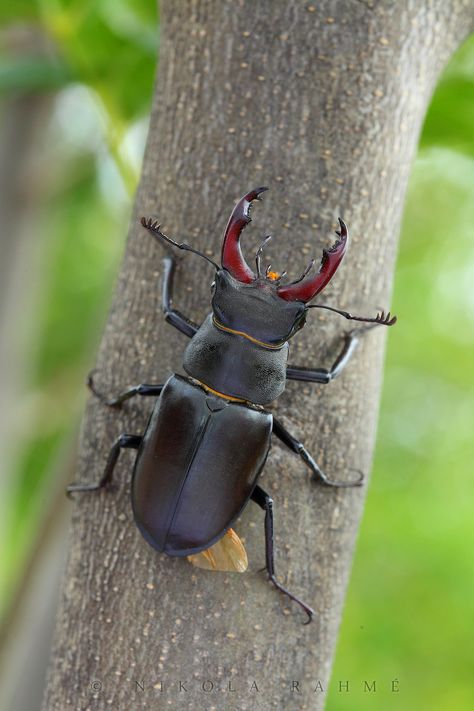 Stag Beetle Aesthetic, Lucanus Cervus, Rhino Beetle, Human Body Facts, Camels Art, Creepy Animals, Stag Beetle, Arthropods, Beautiful Bugs