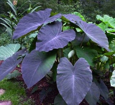 Colocasia Black Magic -for sunny spot near tropical forest garden Colocasia Esculenta, Taro Plant, Bog Plants, Elephant Ear Plant, Gothic Garden, Pond Plants, Elephant Ears, Unique Plants, Plants And Flowers