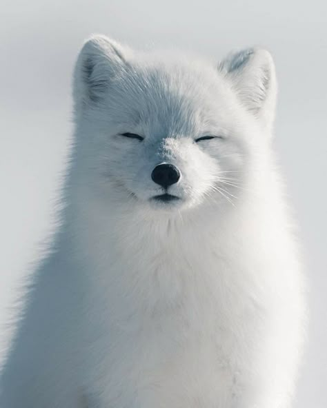 Arctic Fox Art, Fox White, Fox Pictures, Foxes Photography, Cut Animals, Pet Fox, Arctic Fox, Pretty Animals, Fox Art