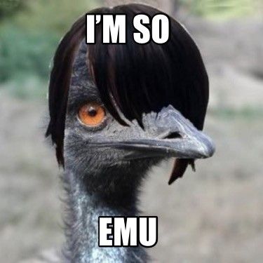 Emus Art, Emu Bird, Bird Meme, Emu, Meant To Be, Funny Memes, Cute Animals, I Hope, Poster Prints