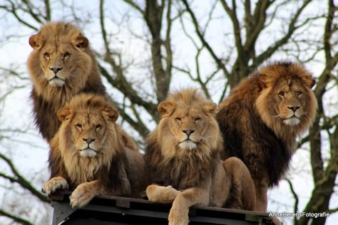 3 Lions Photos, Funny Lion Pictures, Loin Photo, 4 Lions, Big Cat Family, Lion Africa, The Lion Sleeps Tonight, Wild Animals Photography, Lion Photography