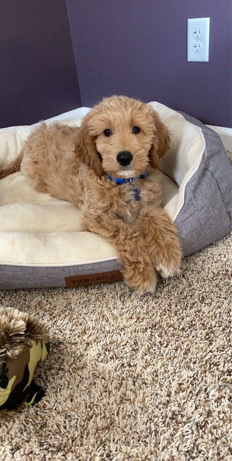 Golden Doodle Medium Size, Mini Double Doodle, Golden Doodle Full Grown, Mini Golden Doodle Full Grown, Mini Golden Doodle, Cavapoo Dogs, Preppy Dog, Golden Doodles, Dog Mommy