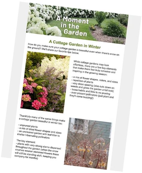 Black Cat® Pussywillow - My Proven Winners ColorChoices Landscaping With Roses, Limelight Hydrangea, Shrub Roses, Proven Winners, Late Winter, Woodland Garden, Flowering Shrubs, Garden Features, Green Foliage