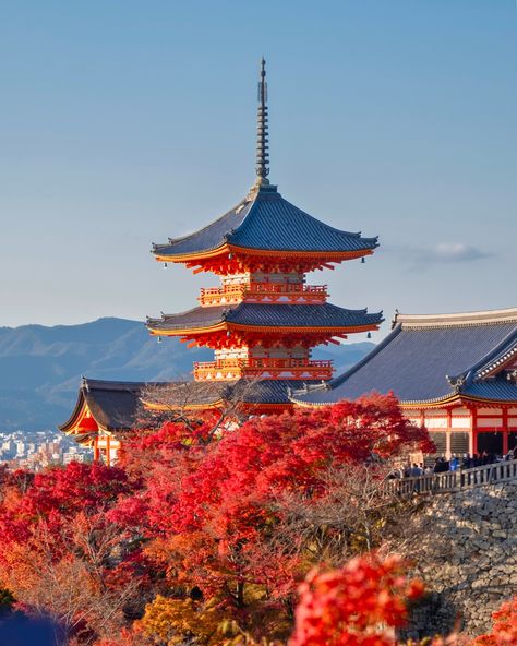 Experience the magic of Kyoto this fall 🍂🍁 Here are 5 reasons to visit this enchanting city: 1️⃣ The autumn foliage at temples like Kiyomizu-dera is breathtakingly beautiful. 2️⃣ Wander through the endless torii gates at Fushimi Inari Shrine as they glow in autumn light. 3️⃣ October is festival season, with the Jidai Matsuri bringing Kyoto’s rich history to life. 4️⃣ Relax in traditional tea houses surrounded by peaceful Japanese gardens. 5️⃣ Cooler temperatures make exploring Kyoto’s ancie... Kyoto In Autumn, Kyoto Autumn, Fushimi Inari Shrine, Fushimi Inari, Kiyomizu Dera, Autumn Lights, Tea House, Fall Foliage, Japanese Garden