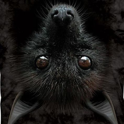 Because we love sky puppies ✨🦇😍💖 #batlover #skypuppy #staycreepy Fox Bat, Fruit Bat, Cute Bat, Creatures Of The Night, Nature Animals, Animals Friends, Spirit Animal, Beautiful Creatures, Animal Kingdom