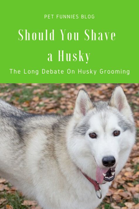 Shaved Husky, Husky Tail, Husky Grooming, My Husky, Grooming Tips, A Husky, Best Dog Breeds, Husky Dogs, Dog Owners