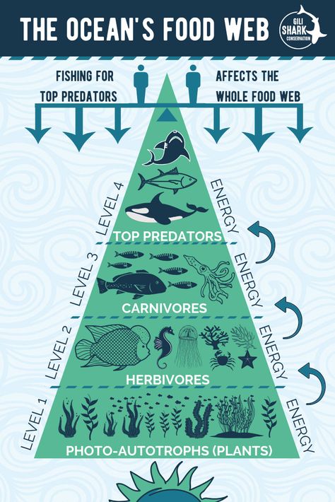 Free info infograhics about marine conservation and plastic pollution Ocean Food Chain Project, Marine Ecosystem Project, Ecosystem Diorama, Marine Food Chain, Ecosystems Diorama, Ocean Food Web, Ocean Food Chain, Oceanography Marine Biology, Education Is The Most Powerful