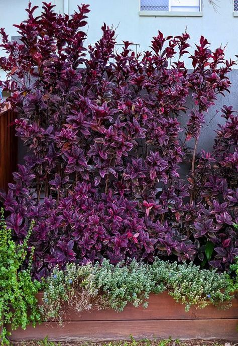 ‘Atropurpurea’ Japanese Barberry (Barberisthunbergii ‘Atropurpurea’) Japanese Barberry Shrub, Purple Bushes, Purple Shrubs, Red Shrubs, Barberry Bush, Japanese Barberry, Purple Foliage, Eastern Redbud, Goth Garden