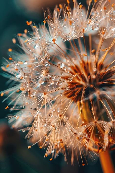 Close-up of a flower in drops of water. Selective focus. royalty free stock images Textiles Flowers, Creative Commons Images, Drops Of Water, Personal Aesthetic, Flower Nature, Gcse Art, Pin Image, Art Background, A Flower