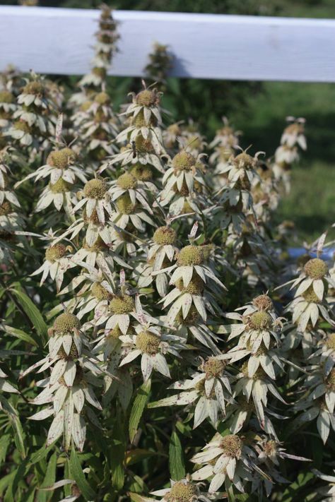 Spotted Bee Balm, Monarda Bee Balm, Native Gardens, Plant Mama, Bee Balm, Native Garden, Perennial Garden, Medicinal Herbs, Front Garden