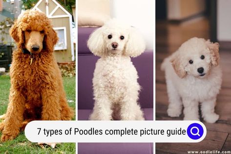 In this article, we’ll take you through the seven types of Poodles, including: Poodle Sizes, Toy Poodle Size, Poodle Breeds, Moyen Poodle, Poddle, Red Poodles, Tea Cup Poodle, Most Popular Dog Breeds, Miniature Poodle