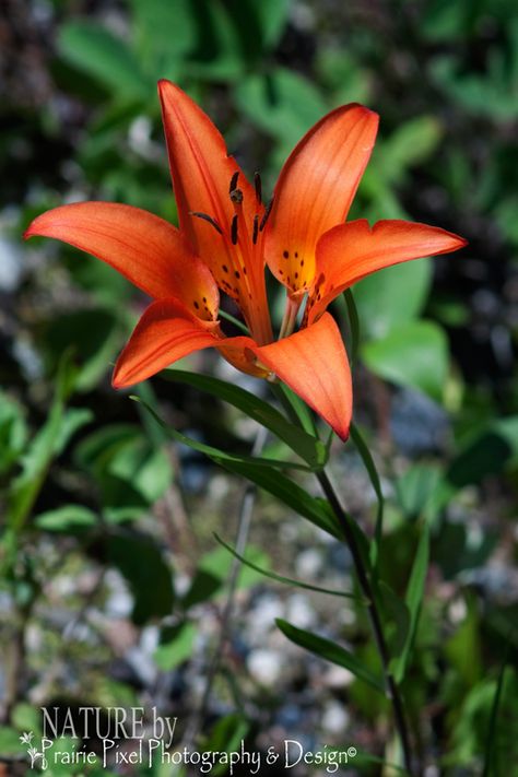 Wild Western Red Lily or Prairie Lily.  Image captured at Prince Albert National Park, Saskatchewan.  Photo credit:  Lori Bote of Prairie Pixel Photography Prairie Lily, Honey Art, Pixel Photography, Red Lily, Lily Tattoo, Hummingbird Tattoo, Cactus Art, Prince Albert, Native Plants