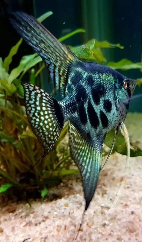 Angel Fish Tank, Creature Marine, Amazing Aquariums, Cool Fish Tanks, Tropical Fish Aquarium, Tropical Freshwater Fish, Fresh Water Fish Tank, Freshwater Aquarium Fish, Cool Fish