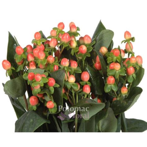 Hypericum Berries Dark Peach, 60-70cm - Potomac Floral Wholesale Peach Hypericum, Hypericum Berry, Pale Pink Weddings, Floral Design Classes, Cut Flower Farm, Wholesale Flowers Wedding, Flower Identification, Hypericum Berries, Wholesale Roses